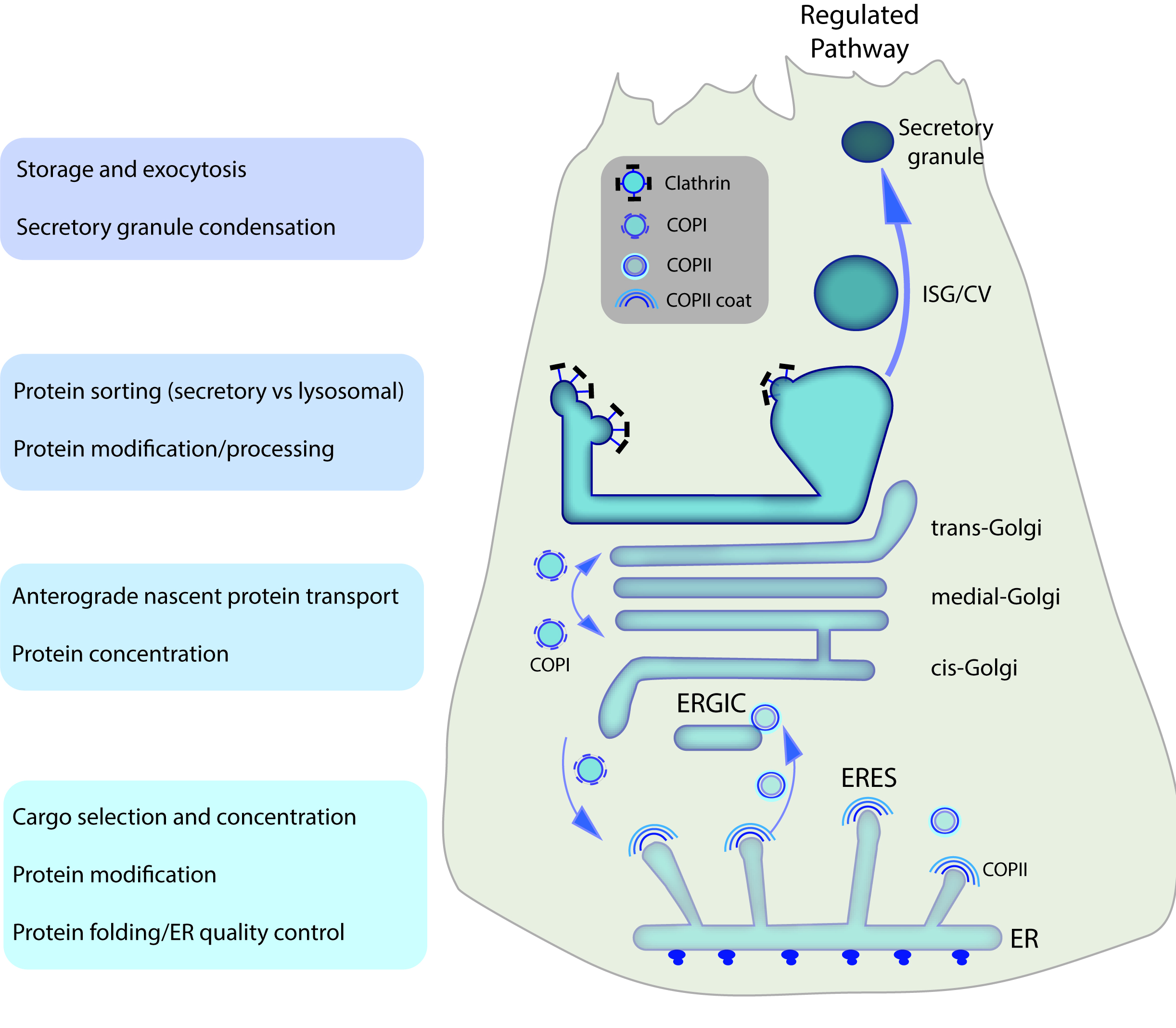 Pancreatic Acinar Cell Protein Synthesis Intracellular Transport